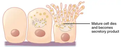 Holocrine secretion