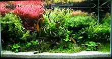 Photo showing a tank filled with water and multiple aquatic plants.