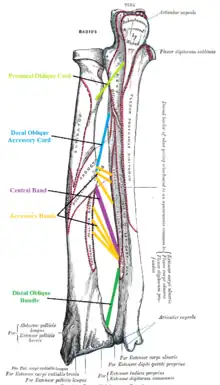 Five ligaments of interosseous membrane of forearm:* Central band (key portion to be reconstructed in case of injury)* Accessory band * Distal oblique bundle * Proximal oblique cord* Dorsal oblique accessory cord