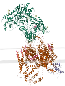 Calcium channel alpha-1 and alpha-2-delta subunits with gabapentin