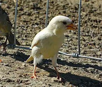 A Leucistic House Sparrow in Kaycee, Wyoming USA