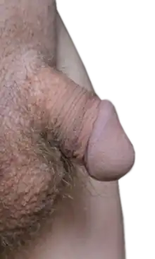 A penis in the "hard flaccid" state