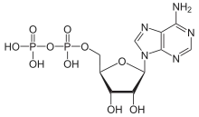 Skeletal formula of ADP