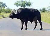 African buffalo