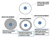A close-up look at the results of an agar diffusion test