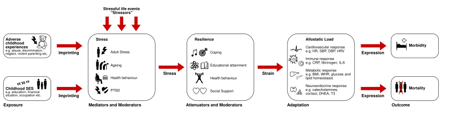 Pathopysiology of allostatic load
