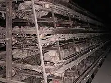 photograph of farm hens in battery cages