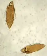 Anopheles eggs with side floats