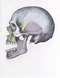 Side view of the skull with anterior dislocation of jaw.