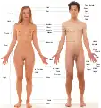 Labels of human body features displayed on images of actual human bodies, from which body hair and male facial hair have been removed