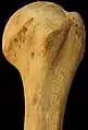 Humerus - superior epiphysis. Anterior view.