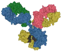 Surface model of an antibody at the molecular level