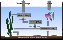 Drawing showing cross-section of the ocean. The bottom is labeled "Decomposing plant & animal matter". An arrow points from seaweed to the bottom. Another arrow points to a rectangle labeled Ammonium (NH+4). A two-headed arrow is labeled Nitrosomonas and points back to the seaweed and also to another rectangle labeled Nitrites (NO−2). Another arrow labeled Nitrospira points to another rectangle labeled Nitrates (NO−3). Another arrow points back to the seaweed. Another arrow points to the air above the ocean surface and is labeled Water change. Another arrow, labeled Food points from the air to a fish below the surface. A final arrow points to the rectangle labeled Ammonium (NH+4).