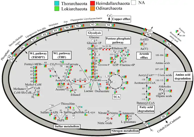 Metabolic pathways of Promethearchaeati archaea, varying by phyla