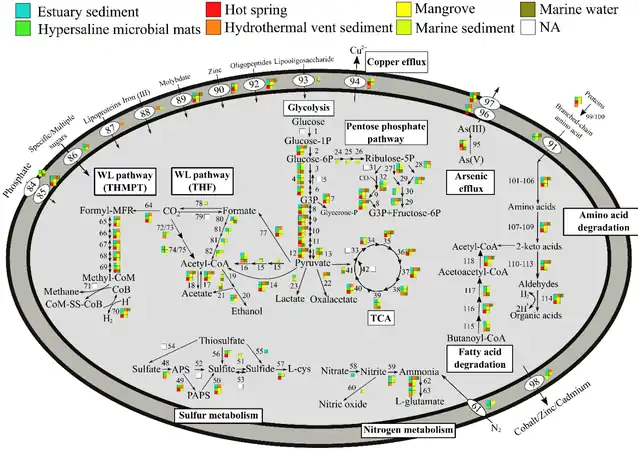 Metabolic pathways of Promethearchaeati archaea, varying by environment