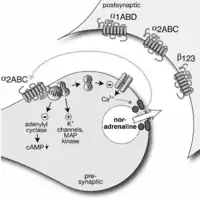 Presynaptic α2-autoreceptor and postsynaptic adrenoceptors of a noradrenergic axon terminal.
