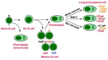Cells morphing into other cells (Naive B cell to plasma cell)