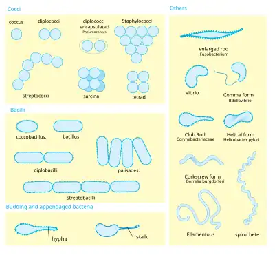 a diagram showing bacteria morphology