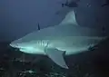 The bull shark ranks as the third most fatal in unprovoked attacks