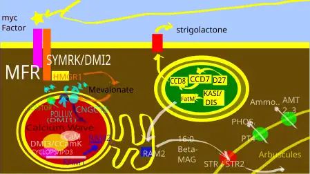 Common Symbiotic Pathway - a simplified presentation based on McLean, Bravo and Harrison 2017