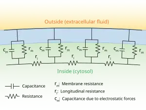 A diagram showing the resistance and capacitance across the cell membrane of an axon. The cell membrane is divided into adjacent regions, each having its own resistance and capacitance between the cytosol and extracellular fluid across the membrane. Each of these regions is in turn connected by an intracellular circuit with a resistance.