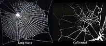 Caffeine effects on spider webs