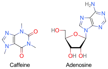 Two skeletal formulas: left – caffeine, right – adenosine.
