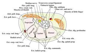 Transverse section across the wrist and digits.