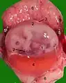 Opened uterus with cat fetus in midgestation: 1 umbilicus, 2 amniotic sac (chorion and amnion), 3 allantois, 4 yolk sac, 5 developing marginal hematoma, 6 maternal part of placenta (endometrium)