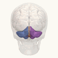 Animation. &nbsp;&nbsp;Left cerebellar hemisphere&nbsp;&nbsp;Right cerebellar hemisphere