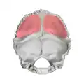 Cerebral fossa (shown in red)