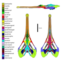 Skull diagram with 26 colors labeling individual single or paired bones