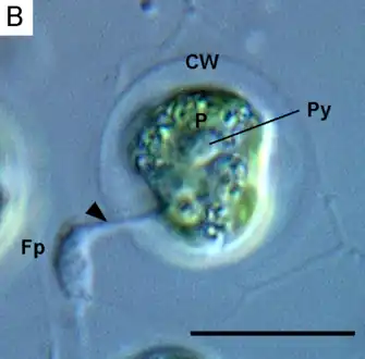 Lotharella globosa extending a filopodium (Fp) through a pore of the cell wall (CW) from a walled amoeboid cell. Py: pyrenoid.Scale bar = 10&nbsp;μm