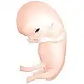 Embryo at 8 weeks after fertilization