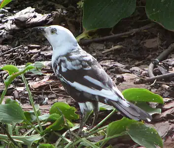 Leucistic common grackle(Quiscalus quiscula)