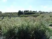 Constructed wetlands for sewage treatment near Gdansk, Poland