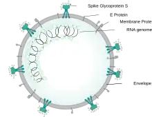 Figure of a spherical SARSr-CoV virion showing locations of structural proteins forming the viral envelope and the inner nucleocapsid
