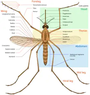 Anatomy of an adult female mosquito