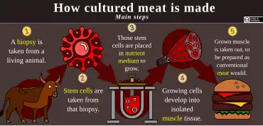 A five-step diagram of cultured meat's production process