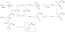 2D chemical structure diagram depicting a lysine residue from the enzyme first reacting with DFMO, elimination of fluoride and carbon dioxide, followed by cysteine attacking the covalent lysine-DFMO adduct freeing the lysine residue to form an irreversible cysteine adduct