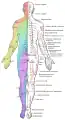 Major dermatomes and cutaneous nerves (posterior view)