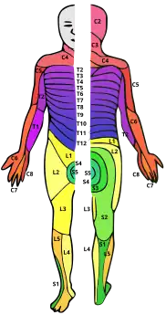 A drawing of a human with dermatomes mapped out on the skin