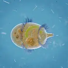 Didinium nasutum CGI illustration by Denis Zarubin, 2021