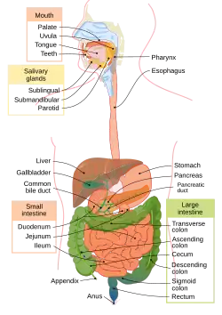 Digestive system