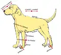 Anatomical terms of location in a dog