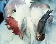 Purple discoloration of the comb could indicate highly pathogenic avian influenza (HPAI). USDA photo