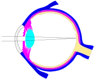 This svg file was configured so that the rays, diaphragm and crystalline lens are easily modified