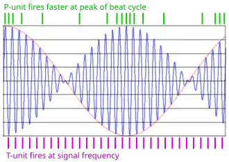 diagram showing firing of receptor cells, one in time with basic wave and one firing more as beat wave increases in size