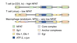 diagram of enhanceosome composition for example cell types and stimulants