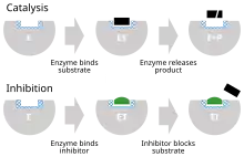 cartoon depiction of an enzyme binding substrate to its active site and releasing product (top), and an inhibitor binding to the active site, thus preventing substrate binding